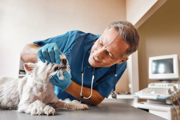 Best After-Hours Dental Care in Mcadenville, NC